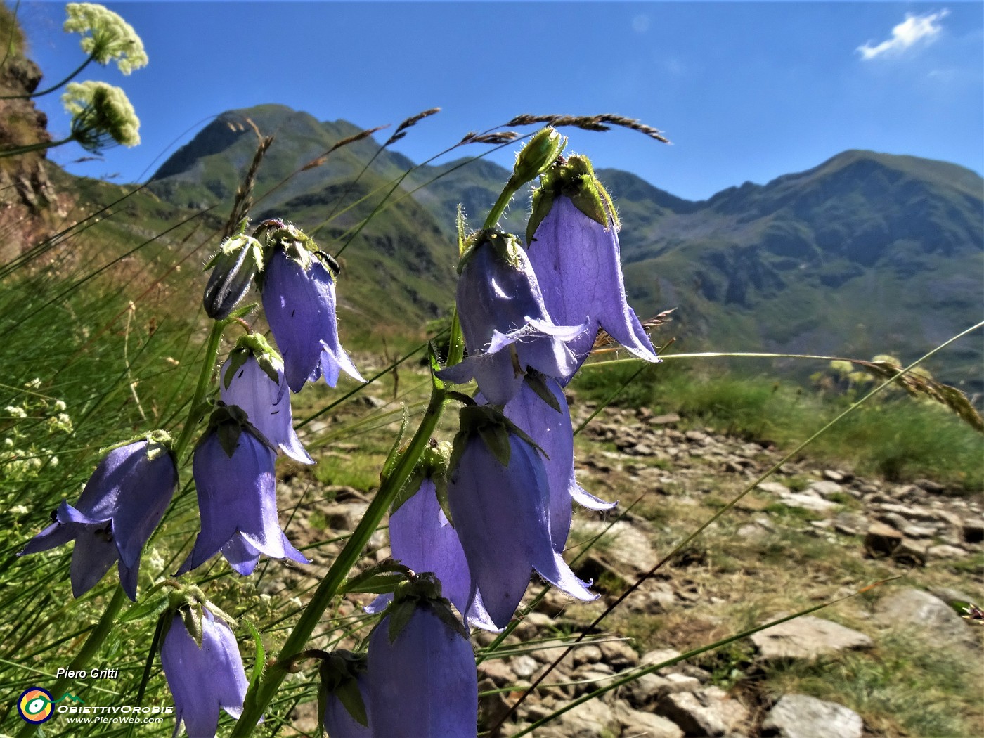 15 Campanula barbata .JPG